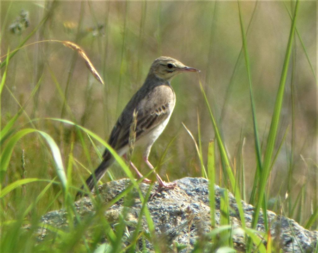 Calandro (Anthus campestris)